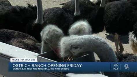 Ostrich Ranch Opening Friday Youtube
