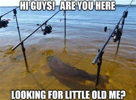 30 Funny Fishing Memes For Guaranteed Giggle Sheideas