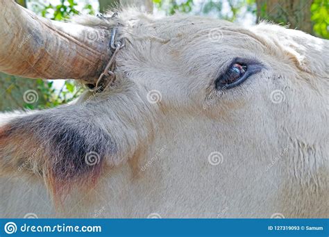 Big Bull With Horns Stock Image Image Of Portrait Nature 127319093
