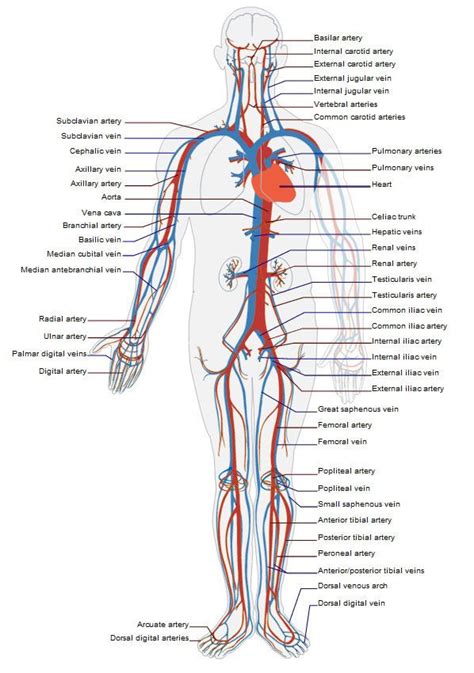 Your pulmonary vein brings blood back to your heart, and the process. Poor Circulation - diagram showing the major veins and arteries of the body human anatomy | A&P ...