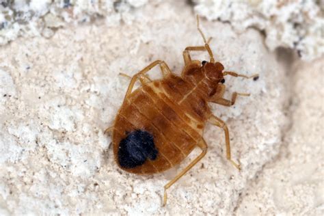 How To Choose A Bed Bug Exterminator Thermal Clean Llc
