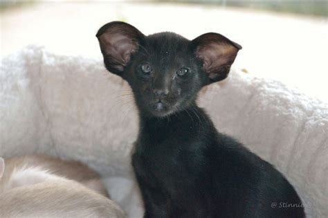 Oh My Gorgeous Bat Ears Cat All Creatures Odd Pinterest