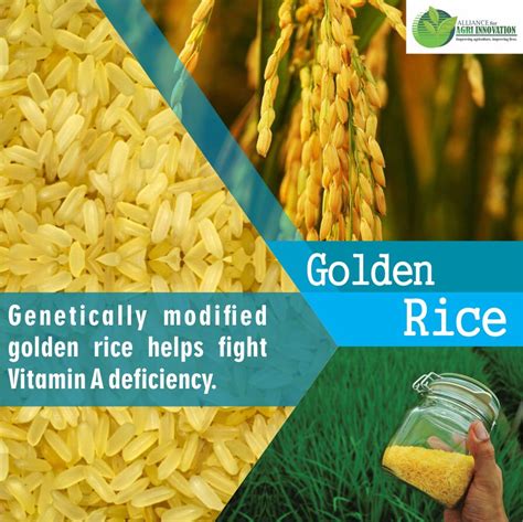 Genetic Modification Of Golden Rice Scientists Condemn Destruction Of