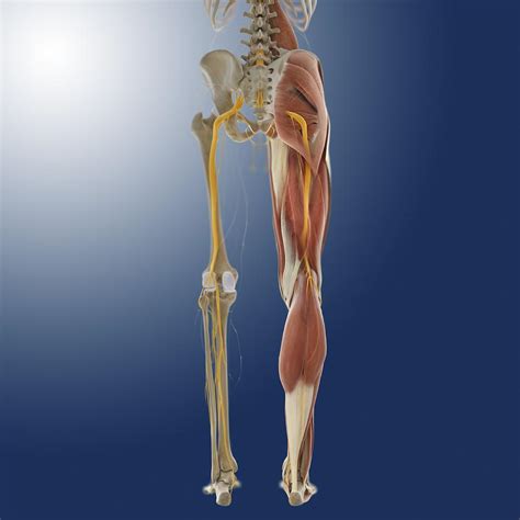 Select from premium lower body anatomy of the highest quality. Lower body anatomy, artwork Photograph by Science Photo Library