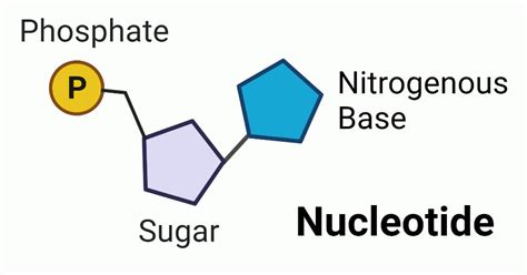 Nucleotides Diagram