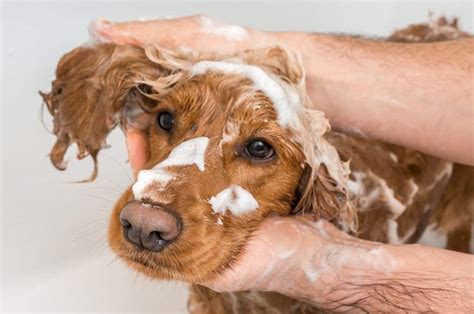 Soothe your dog's skin with a dry shampoo: Can You Use Regular Shampoo on Dogs: Sensitive Skin Guide