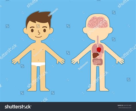 My Body Educational Info Graphic Chart Stock Vector