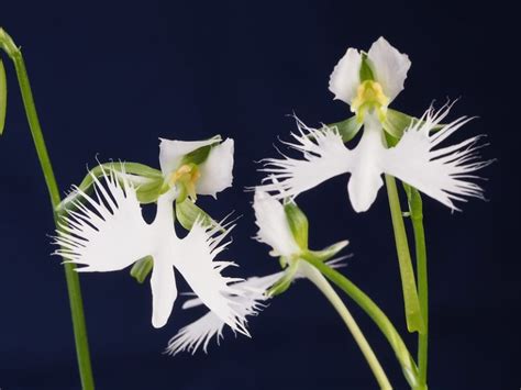White Egret Orchid L Stunning Variety Our Breathing Planet