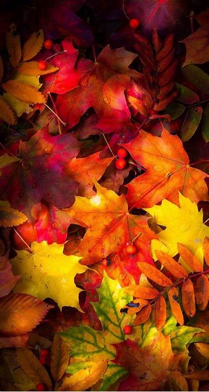 Leaves Autumn Fall Wallpapers Iphone Backgrounds Colors