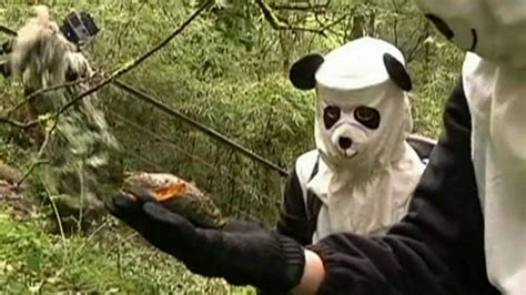 Conservationists In China Dress As Pandas To Teach Cubs Cbbc Newsround