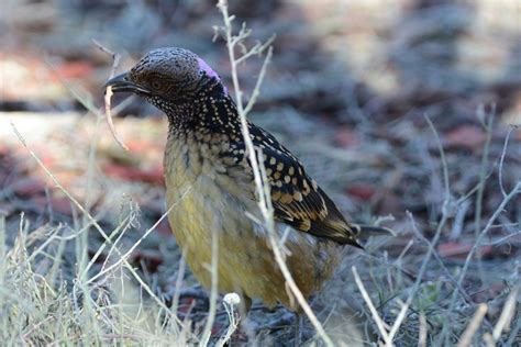 Bowerbird Courtship And Species Birdtripper