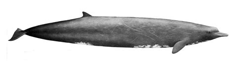 Baird's beaked whale (zoo tycoon wildlife design team). ツチクジラ【Berardius bairdii】 : クジラの大きさ（長さ）ランキング TOP20 【The ...