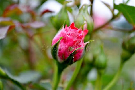 Pink Rosebud Stock Image Image Of Gardner Plant Garden 95267045