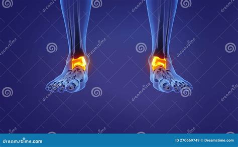 Anatomy Of The Human Talus Stock Illustration Illustration Of Midfoot