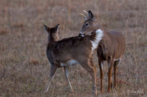 Country Captures Whitetail Breeding Continues
