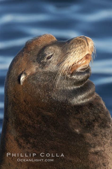 California Sea Lion Zalophus Californianus Monterey 21596