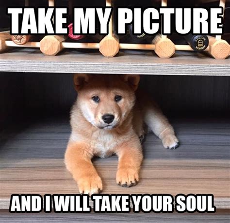 The Shiba Inu Puppy A New Meme Just For You Occasionally Epic