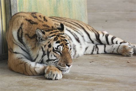 Free Images Wildlife Zoo Rest Fauna Whiskers Relaxation Tiger