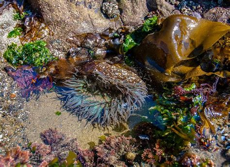 Keystone Species Sampler Purple Sea Star In 2020 Keystone Species