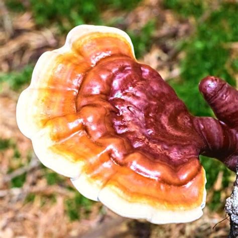 Reishi Mushrooms Facts Benefits And History Mushroom Appreciation