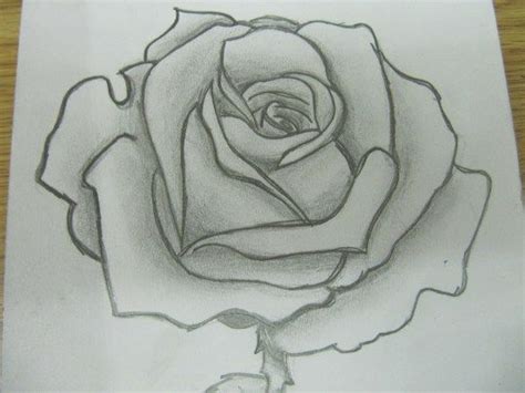 Sketched Rose Art Reference Artwork Drawings