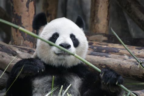 Fluffy Sweet Female Panda Name Gong Zhu In Shanghai China Stock Image