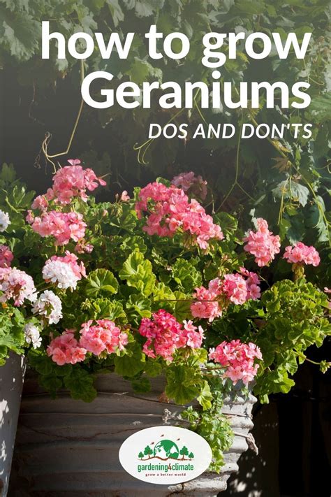 Geranium Care Tips Growing Geraniums Outdoors Or Indoors Growing
