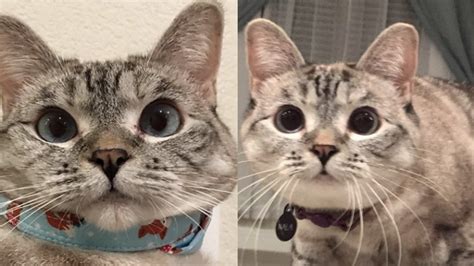 Meet Nala Cat The Instagram Star With A Ton Of Fo Tymoff