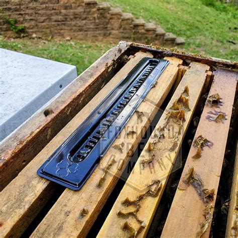 Best Hive Beetle Traps For Your Beehives