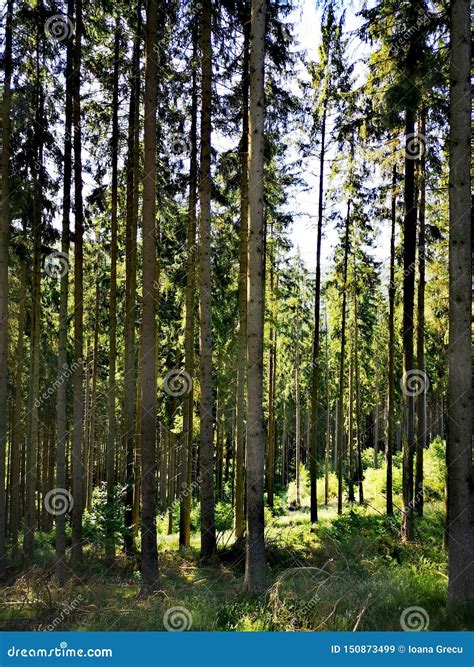 Tall Pine Tree Forest In The Sun Stock Image Image Of Clearing Grass