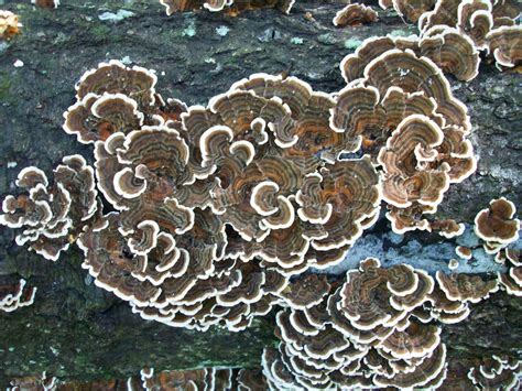 Ancient Fungi Could Help Fuel Our Future Technoccult