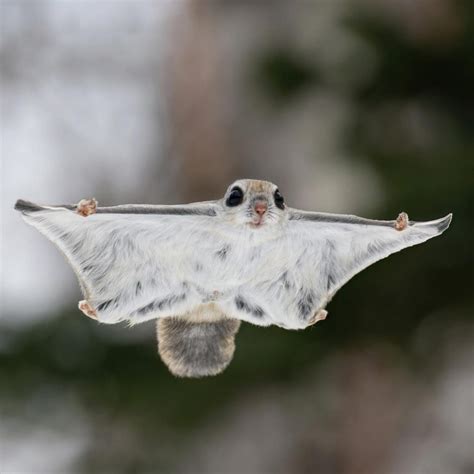 Unique Flying Squirrels Only In Japan They Are Strange And The Cutest
