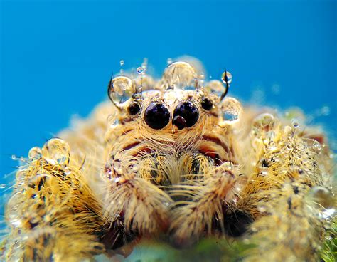 Free Images Nature Wild Fauna Invertebrate Close Up Spider