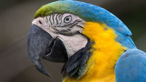 Ontario Woman Ticketed For Driving With A Parrot On Her Shoulder