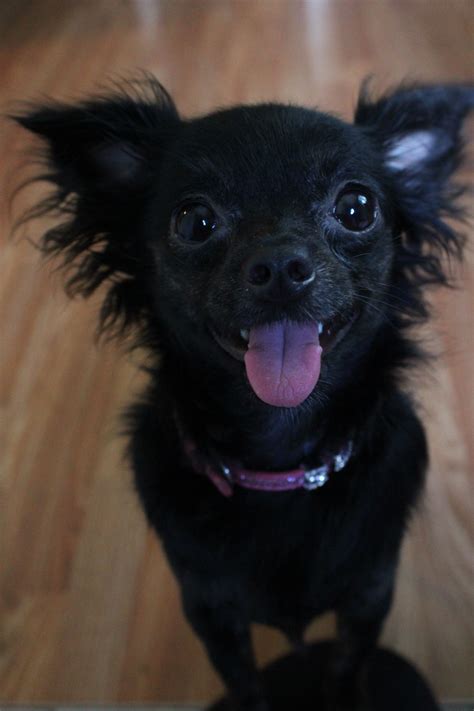 Black Long Haired Chihuahua Pomeranian Mix Pets Lovers