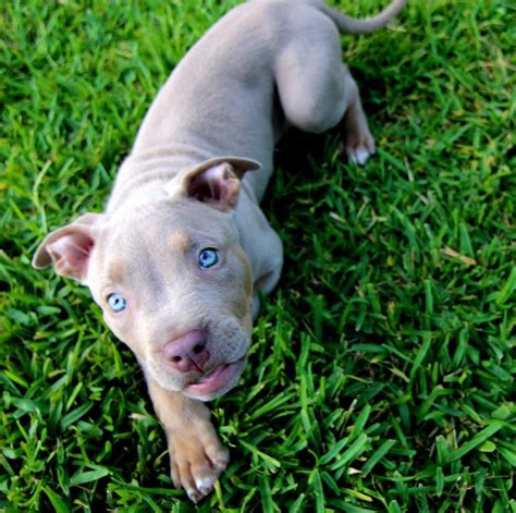 Pitbull Blue Eyes Therealtarzan Pitbulls Cute Puppies Dog Friends
