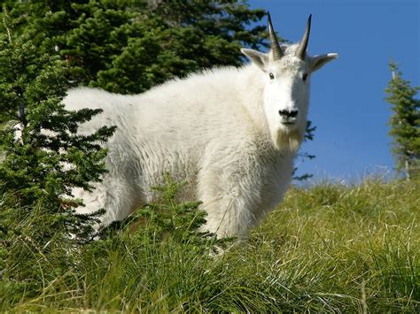 Ambassadors Brighten Future For Scotchman Peak Mountain Goats The