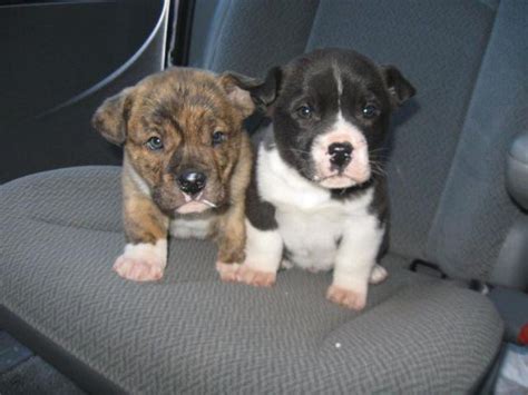 Although not as trendy as recent lab mixes such as the labradoodle, the american bullador is often said to have an ideal combination of the american bulldog's protectiveness and the lab's devotion. Adorable American Bulldog/Lab mix puppies brindles for Sale in Delta, Ohio Classified ...