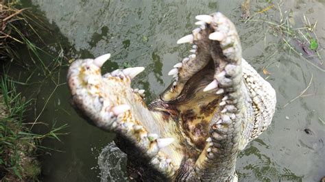 Nile Crocodile Attacks Human