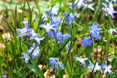 Gardening And Gardens Little Blue Spring Flowers What