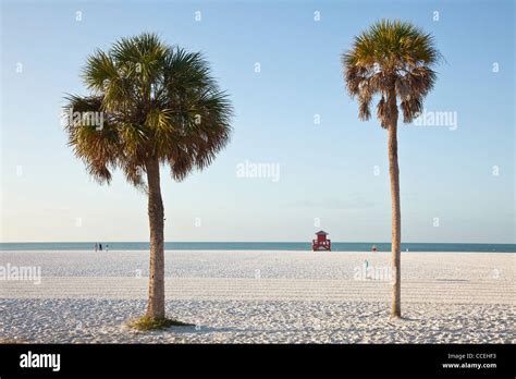 Palm Trees On Famed White Powder Sand Siesta Key Beach Sarasota