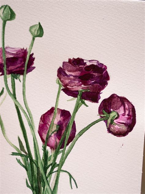 Ranunculus Original Watercolor Painting Plant Illustration 5 X Etsy