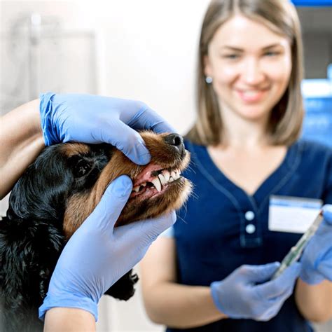Veterinary Dentistry In Leighton Dog And Cat Dental Care
