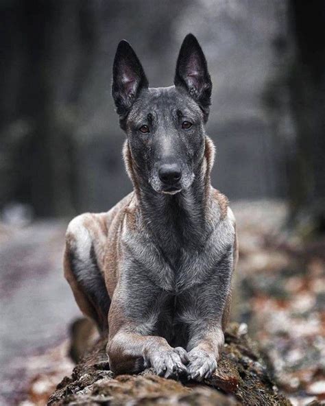When a dog or cat owner initially sees this behavior, they may not know how to interpret it. A woman revealed it took DAYS to get her 17 cats and dogs ...