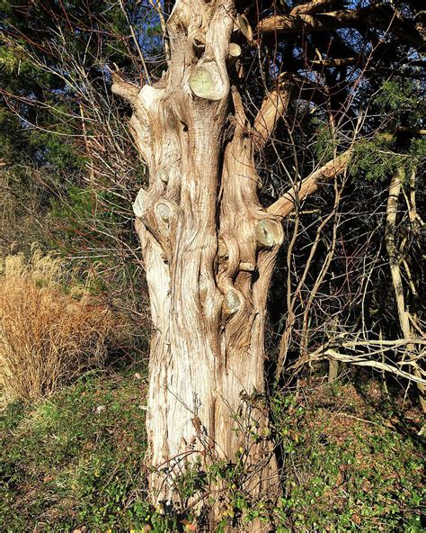 Gnarly Old Tree Photograph By Bill Swartwout Fine Art America