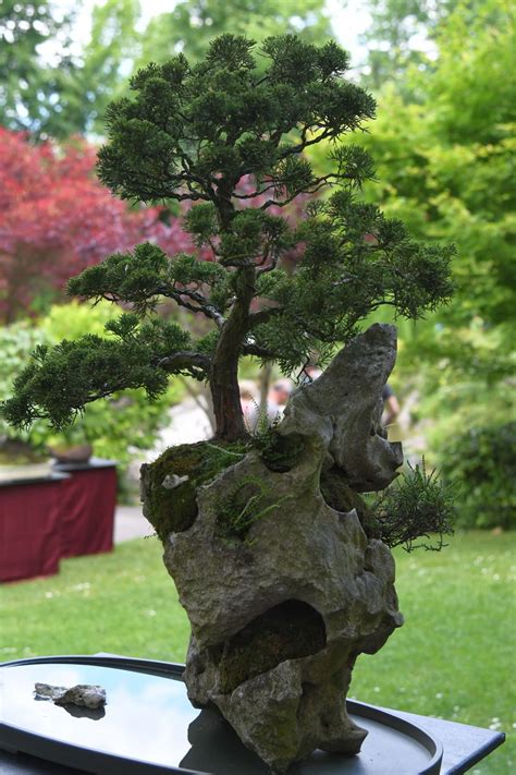 Bauemotion gibt tipps, wie sie an ihrem bonsai im garten ein leben lang freude haben. Bonsai Ausstellung im japanischen Garten in den Rheinauen ...