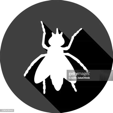 House Fly Icon Photos And Premium High Res Pictures Getty Images