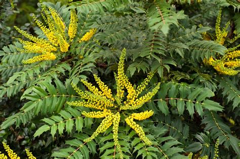 Mahonia Care Guide And Growing Tips Uk