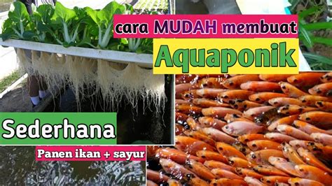 Cara Sederhana Membuat Aquaponik Budidaya Ikan Nila Dan Sayuran