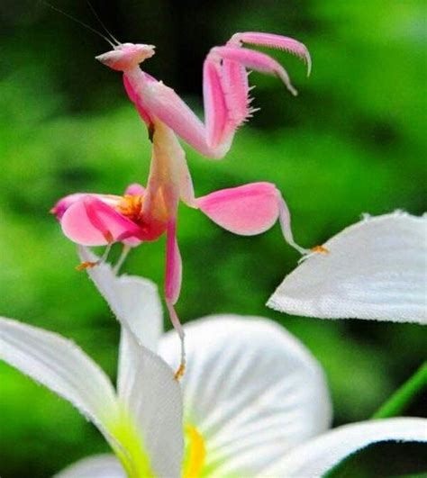 Orchid Praying Mantis For Sale Flower Garden